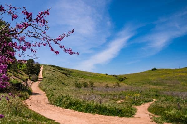 Chino Hills State Park